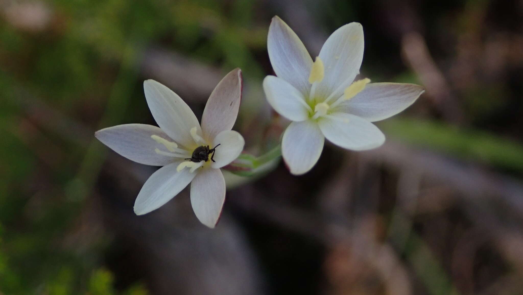 Image of Hesperantha falcata (L. fil.) Ker Gawl.