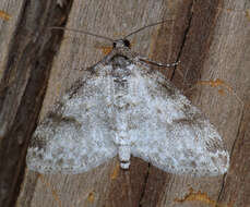 Image of Powdered Bigwing