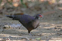 Image of Germain's Peacock-Pheasant