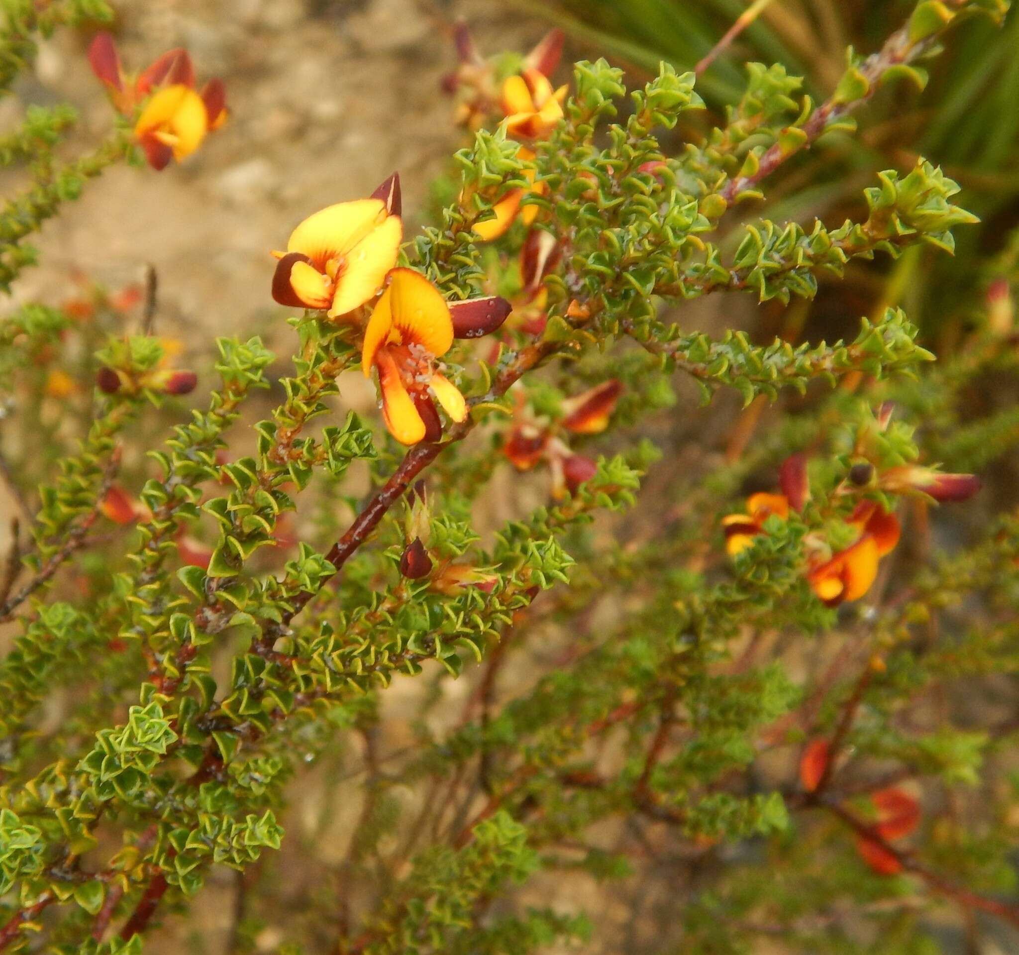 Sivun Pultenaea densifolia F. Muell. kuva