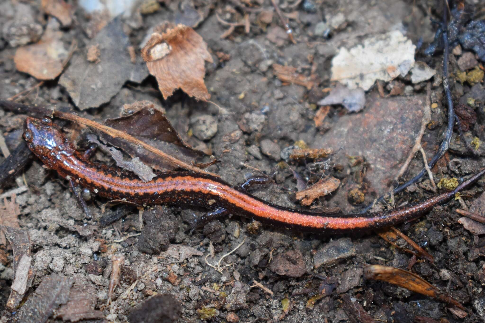 Image of Southern Redback Salamander