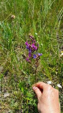 Image of Oxytropis knjazevii