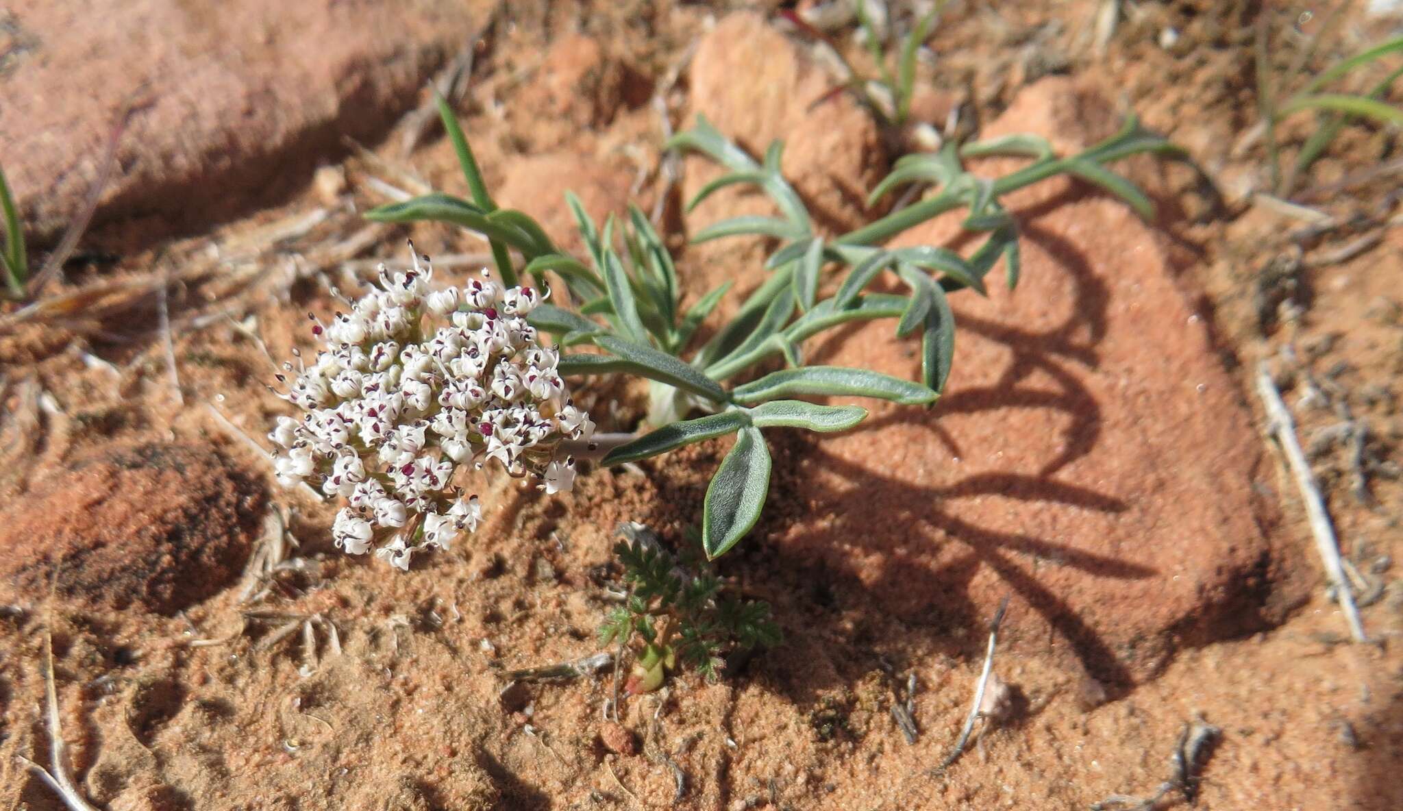 Image of Nevada biscuitroot