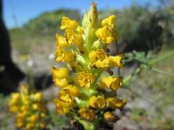 Image of Corycium crispum (Thunb.) Sw.