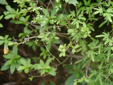 Image of Japanese climbing fern