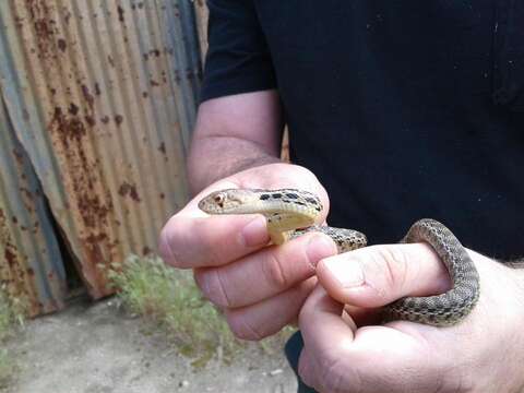 Image of Pacific gopher snake