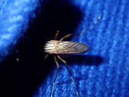 Sivun Aedes vittiger (Skuse 1889) kuva