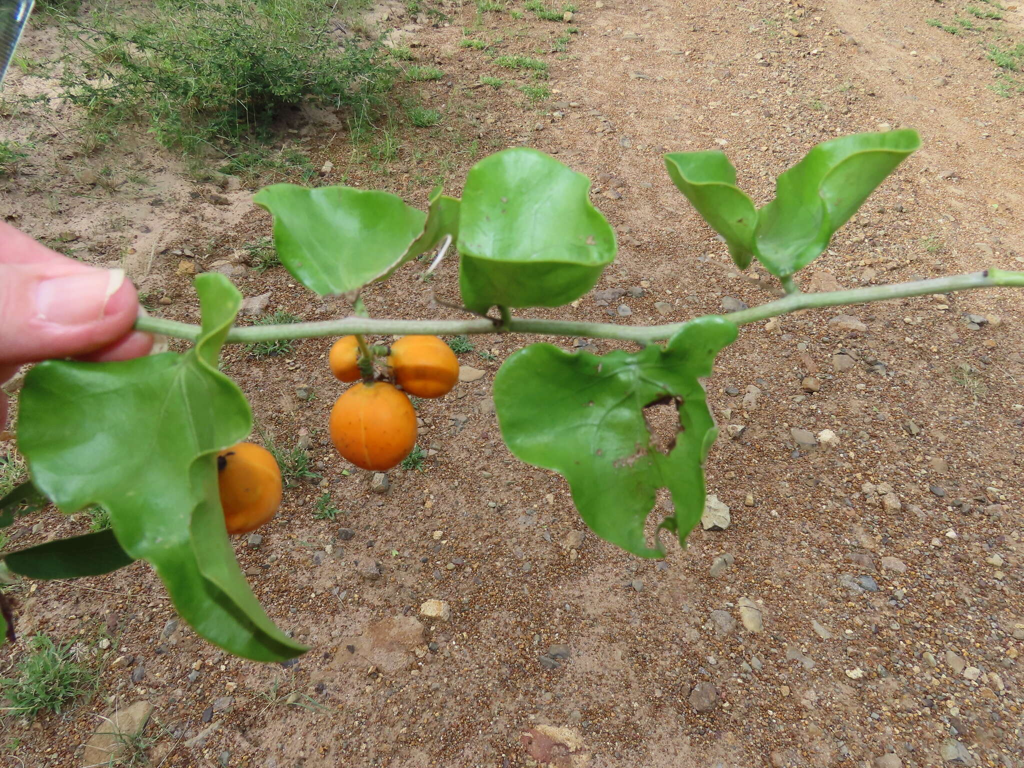 Image of Adenia hastata (Harv.) Schinz