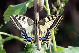 Image of Old World Swallowtail