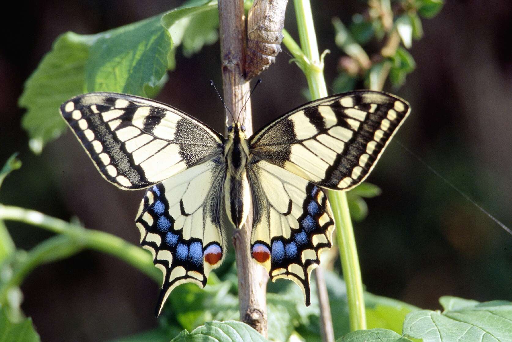 Image of Old World Swallowtail