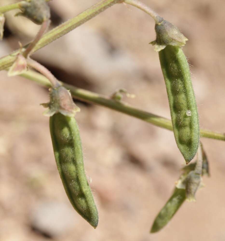 Image of spotted bean