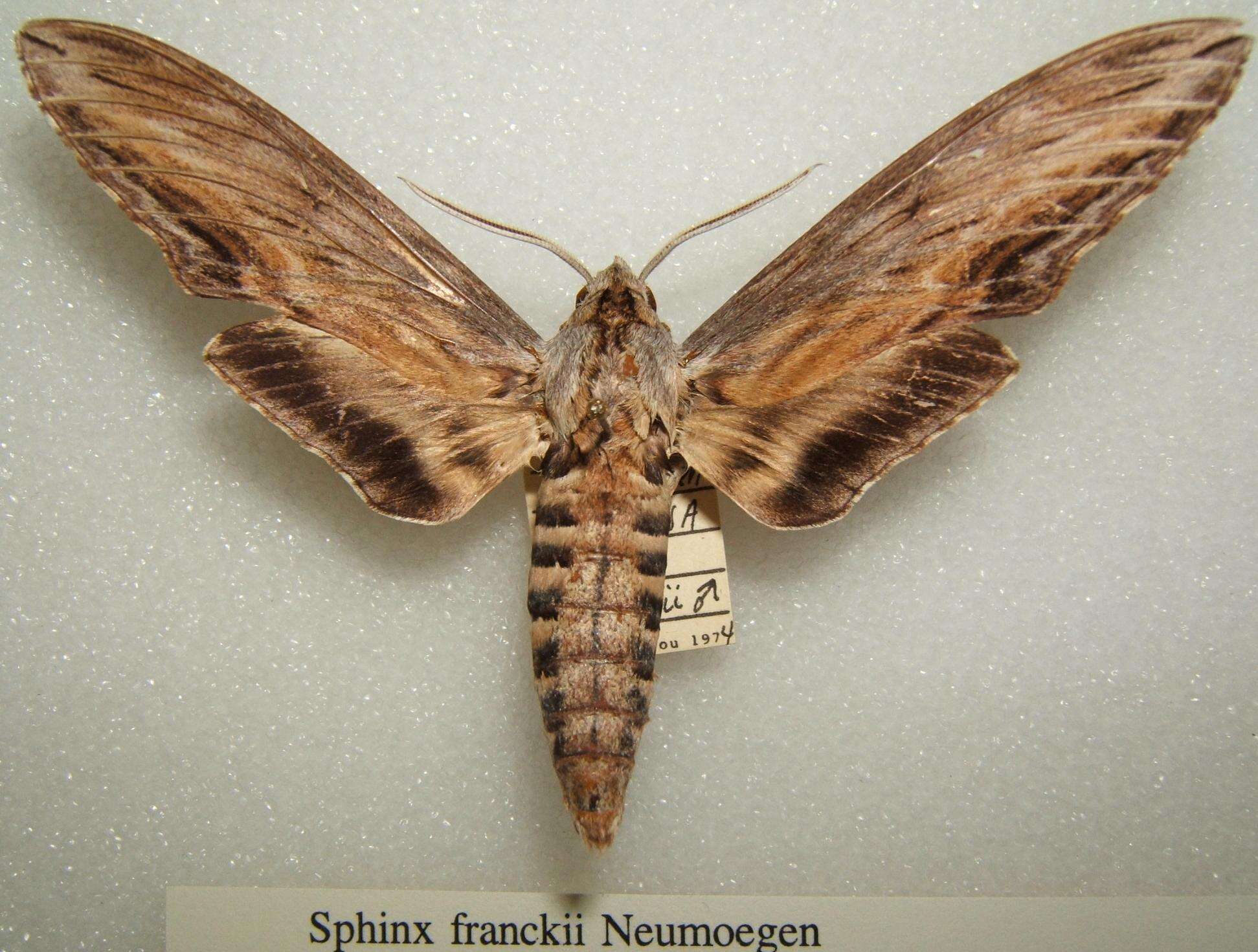 Sphinx franckii Neumoegen 1893的圖片