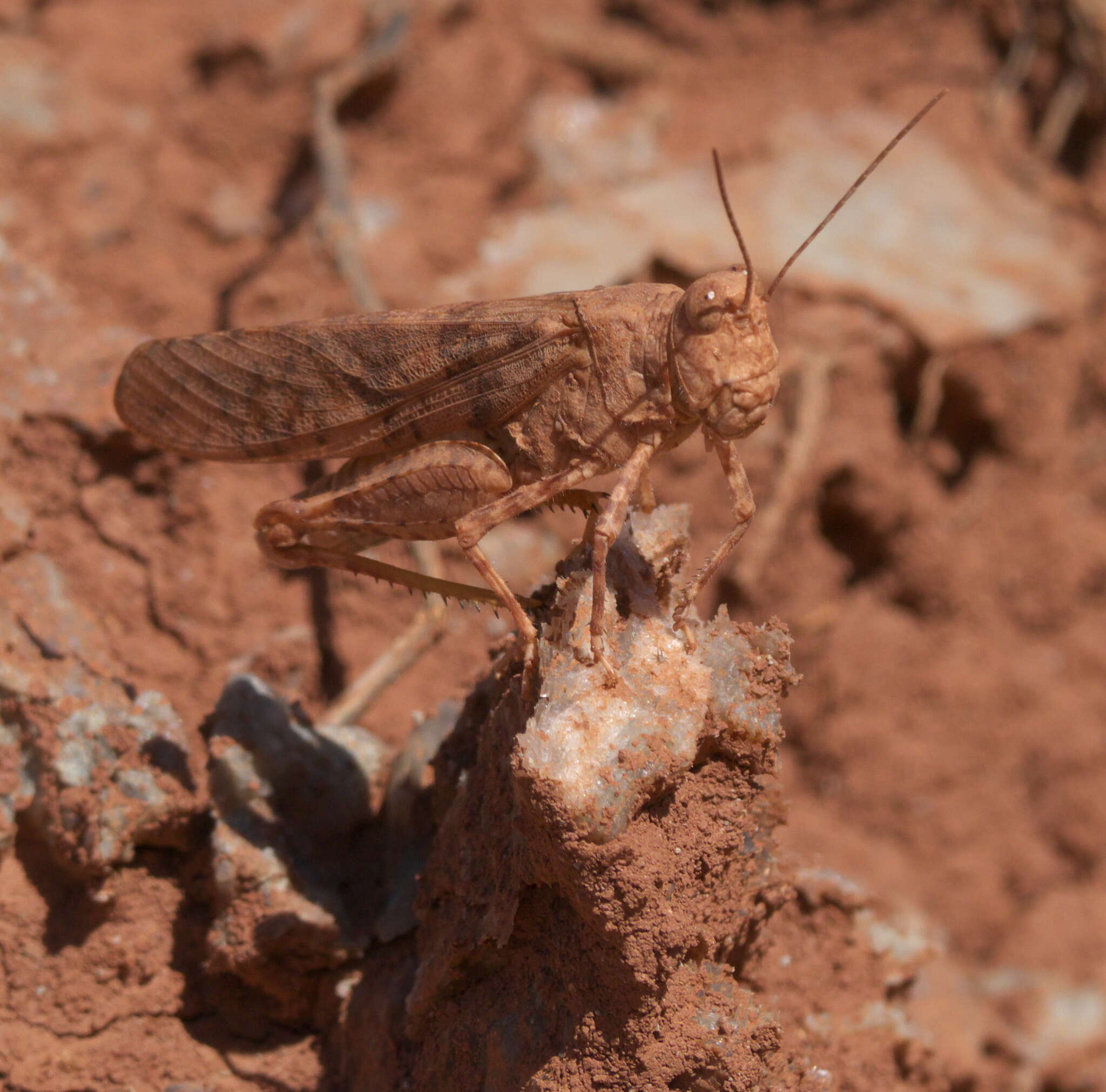 Image of Wrangler Grasshopper