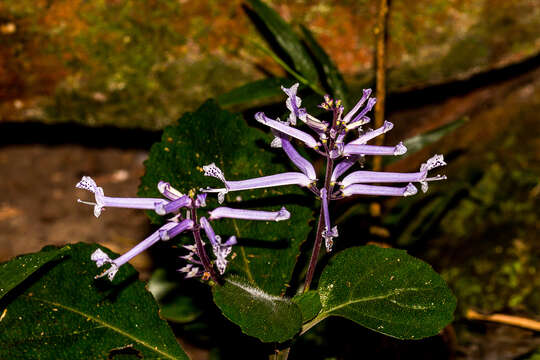 Image of Plectranthus hilliardiae Codd