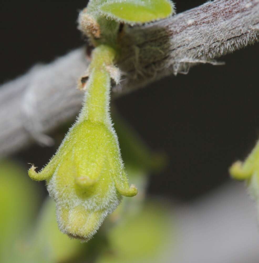 Sivun Diospyros texana Scheele kuva