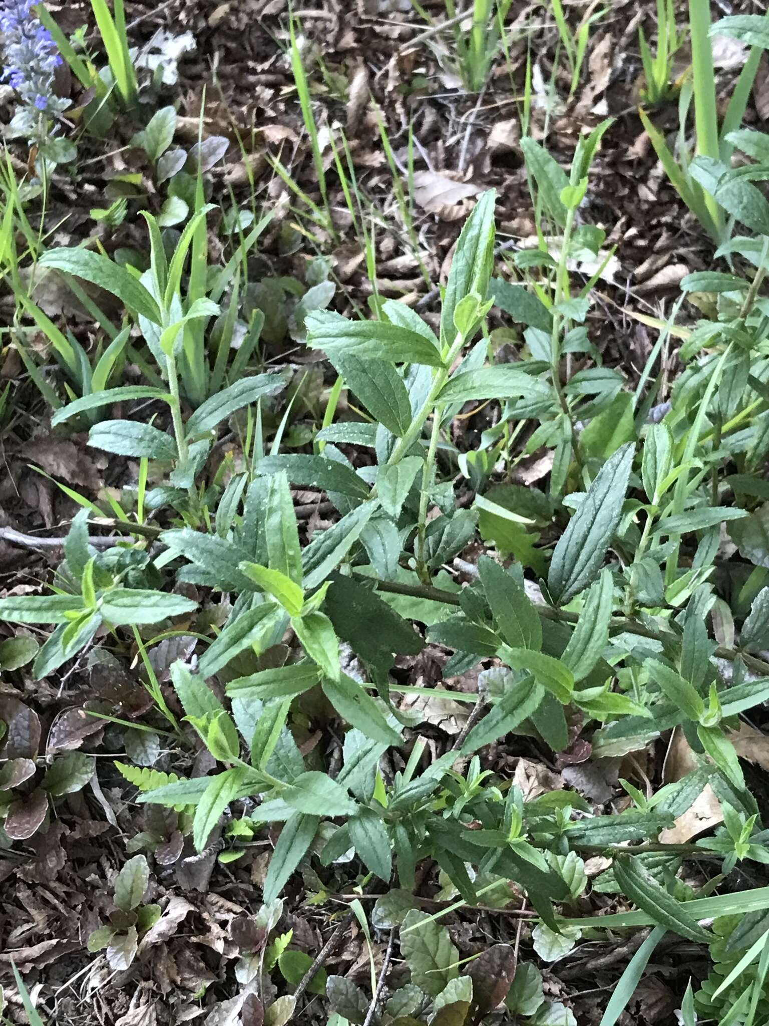 Image of Baccharis racemosa (Ruiz & Pav.) DC.