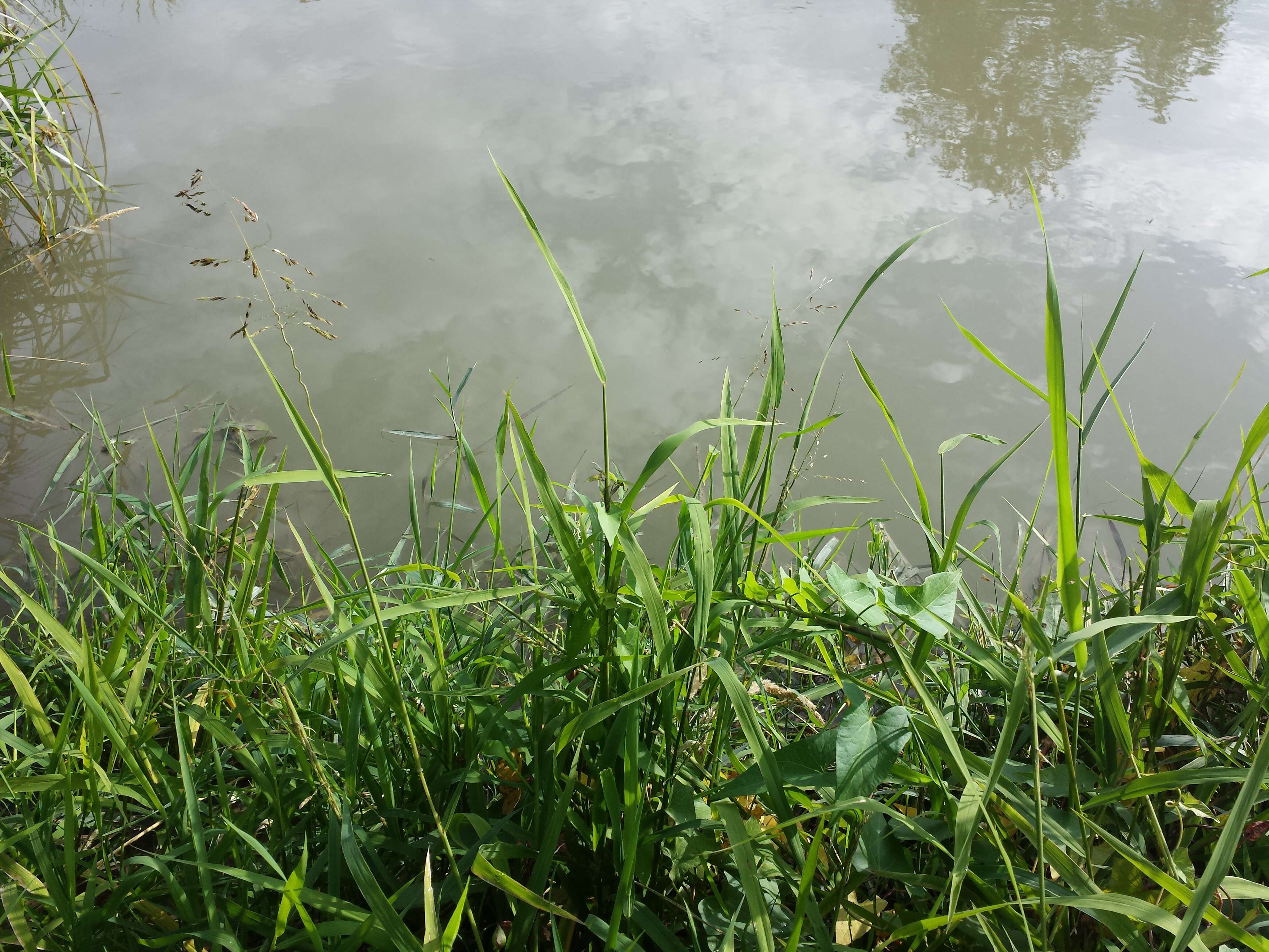 Image of Cut-grass