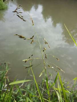 Image of Cut-grass