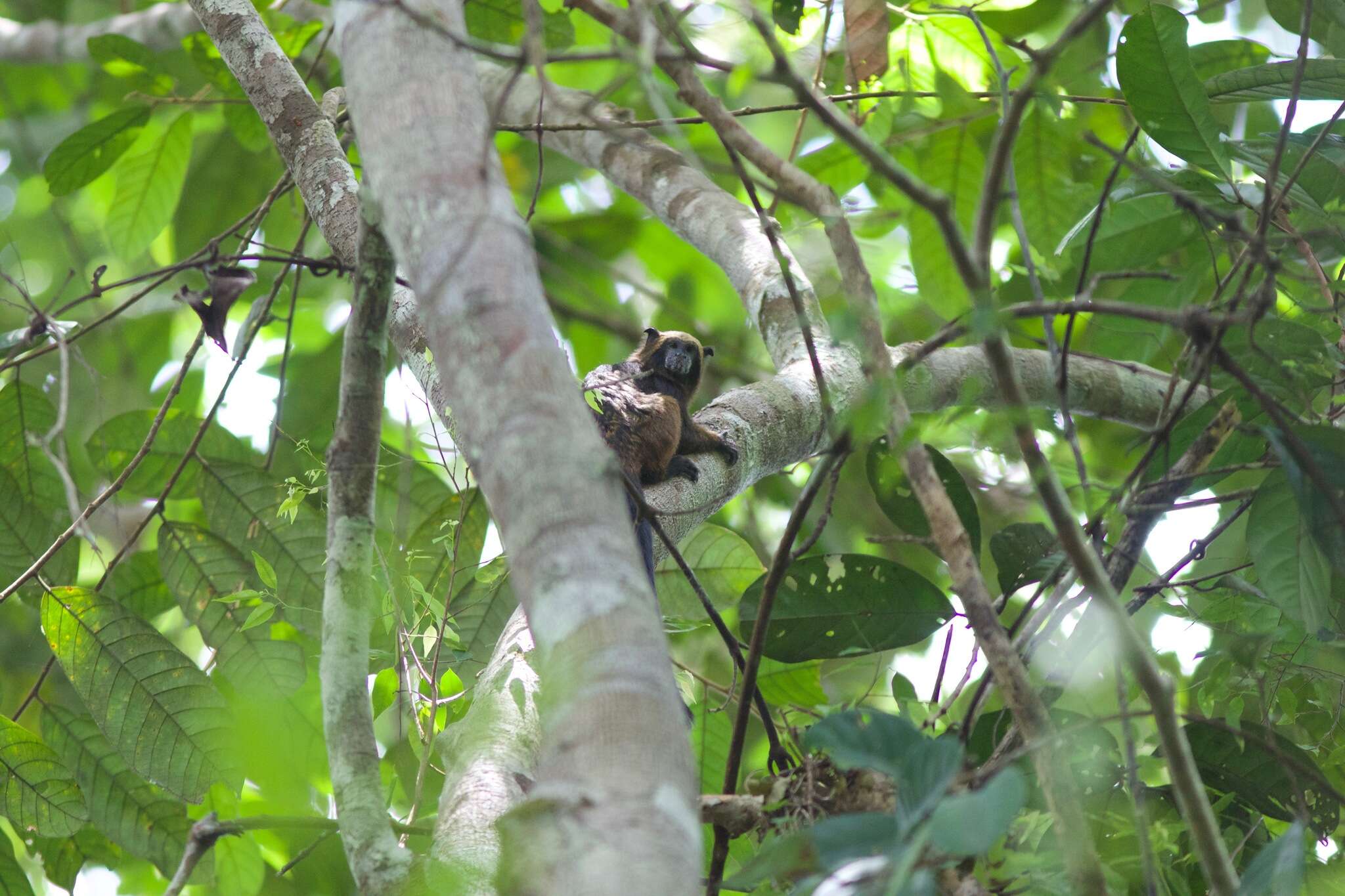 صورة Leontocebus fuscicollis fuscicollis (Spix 1823)