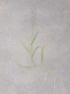 Image of Cut-grass