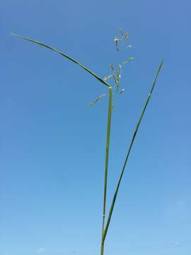 Image of Cut-grass