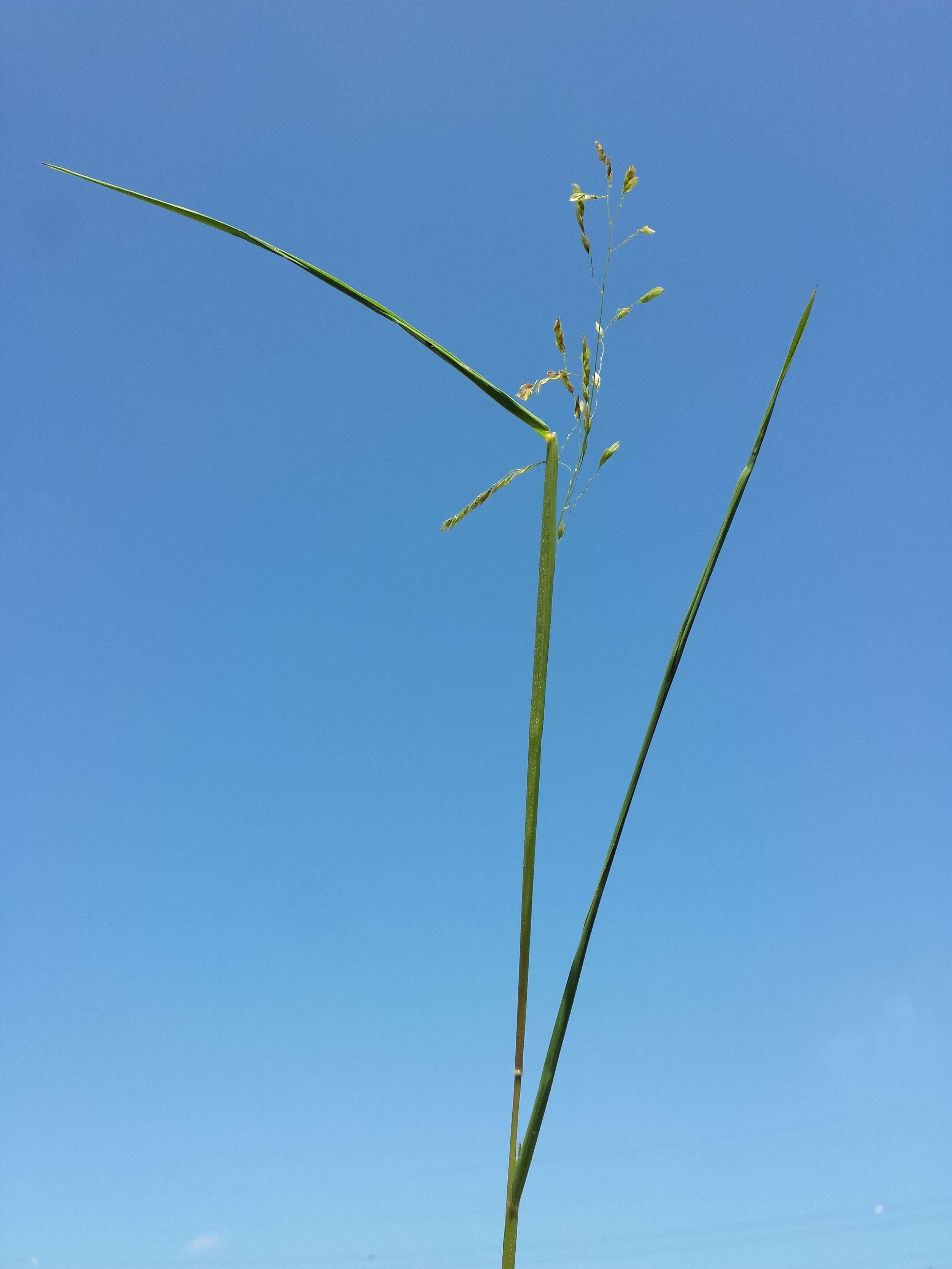 Image of Cut-grass