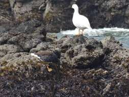 Image of Kelp Goose