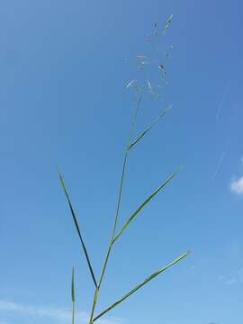 Image of Cut-grass