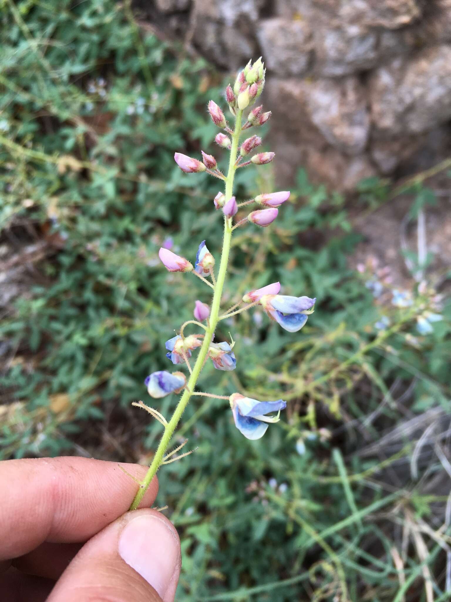 Image of San Pedro ticktrefoil