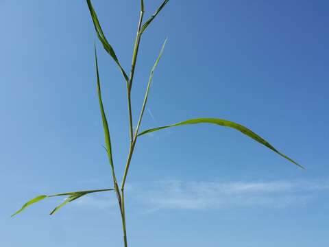 Image of Cut-grass