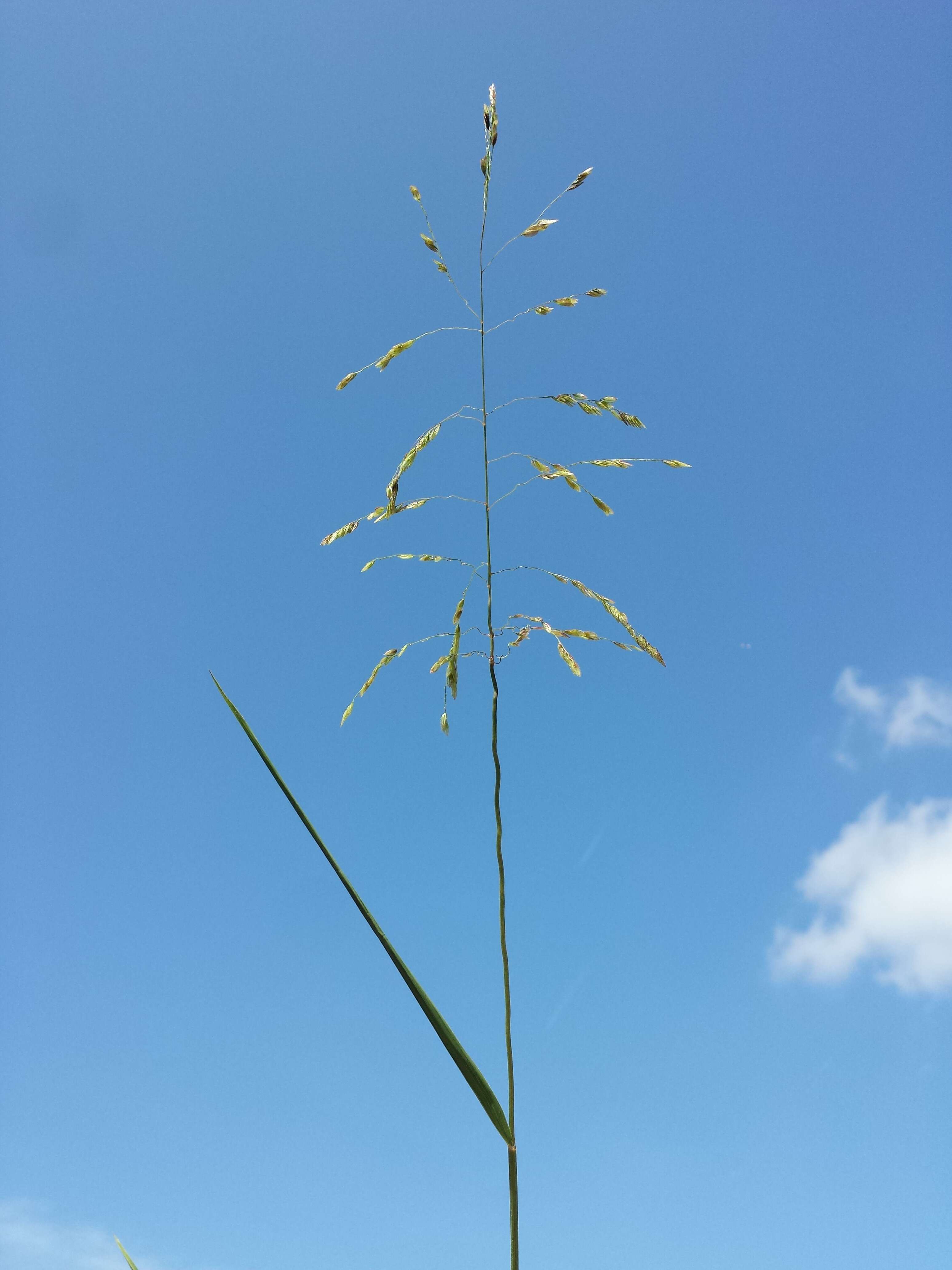 Image of Cut-grass