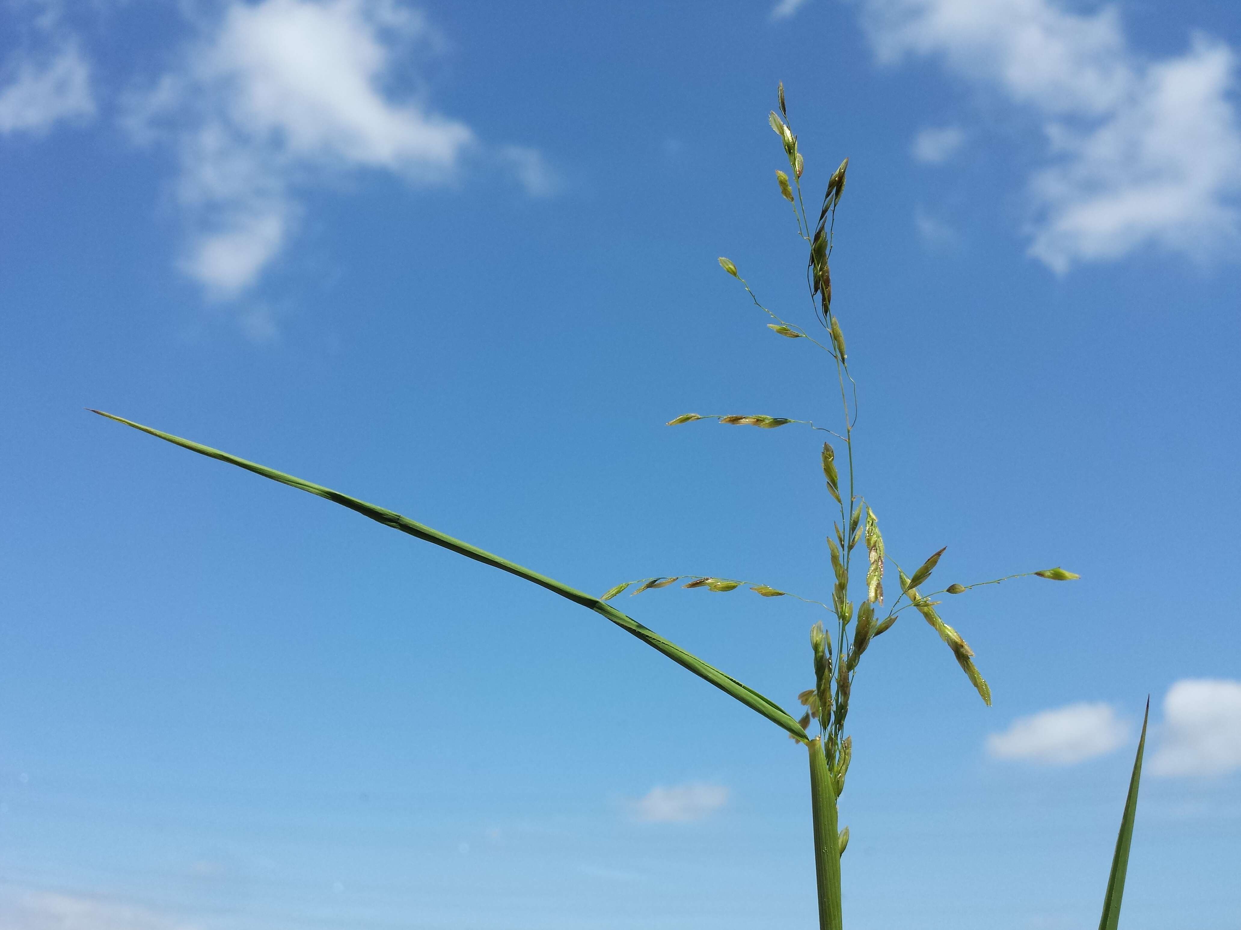 Image of Cut-grass