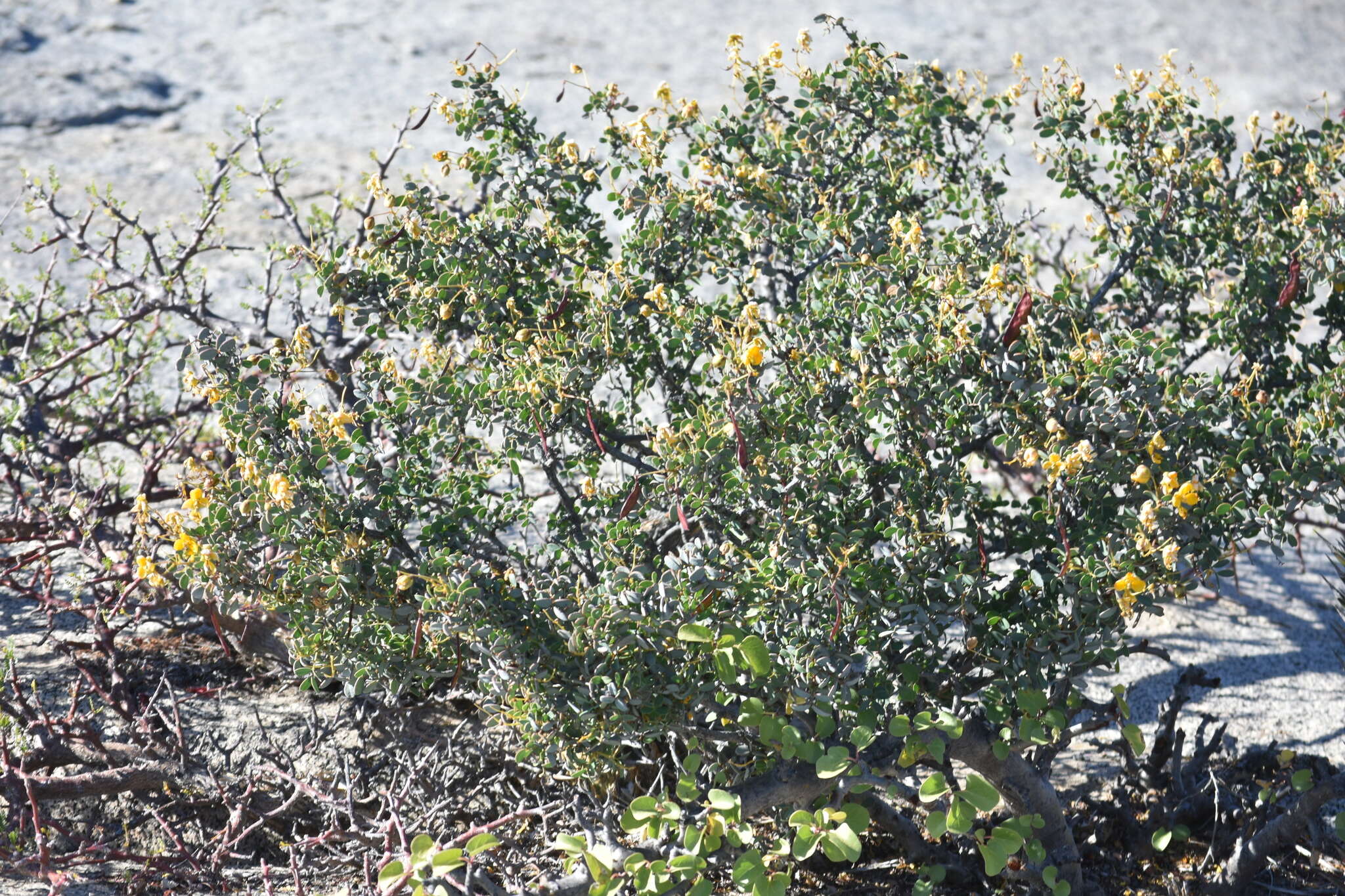 Image of Senna purpusii (Brandegee) H. S. Irwin & Barneby