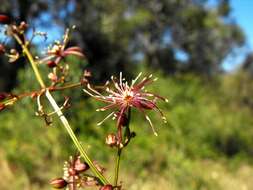 Image of Clematis fawcettii F. Müll.