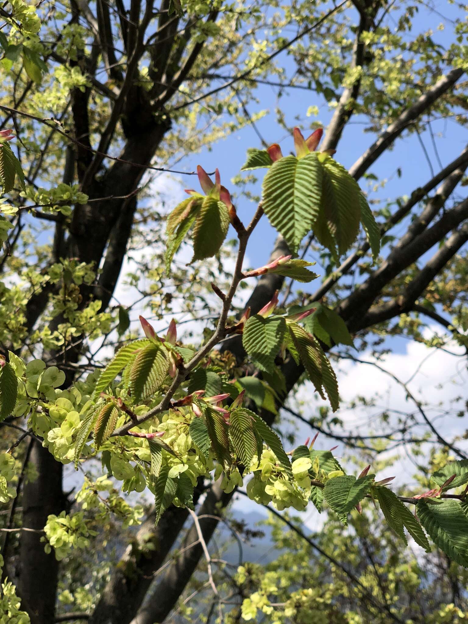 Image of Ulmus uyematsui Hayata