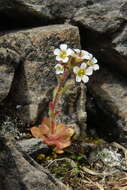Image of Wedge-Leaf Saxifrage