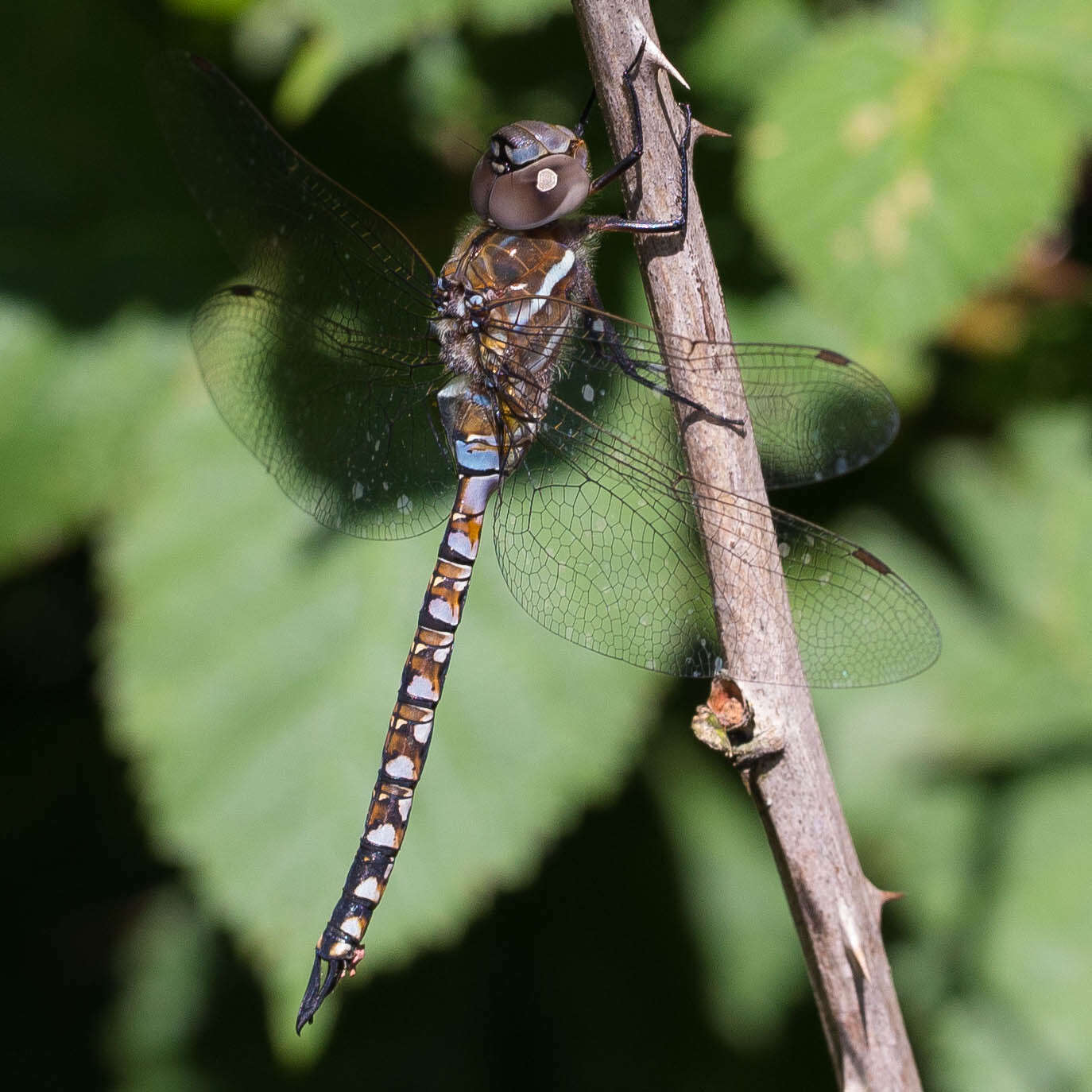 Image of Blue-eyed Darner