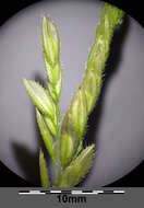 Image of Cut-grass