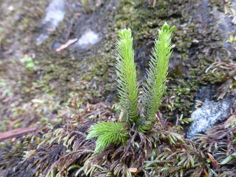 Image of Miyoshi's clubmoss