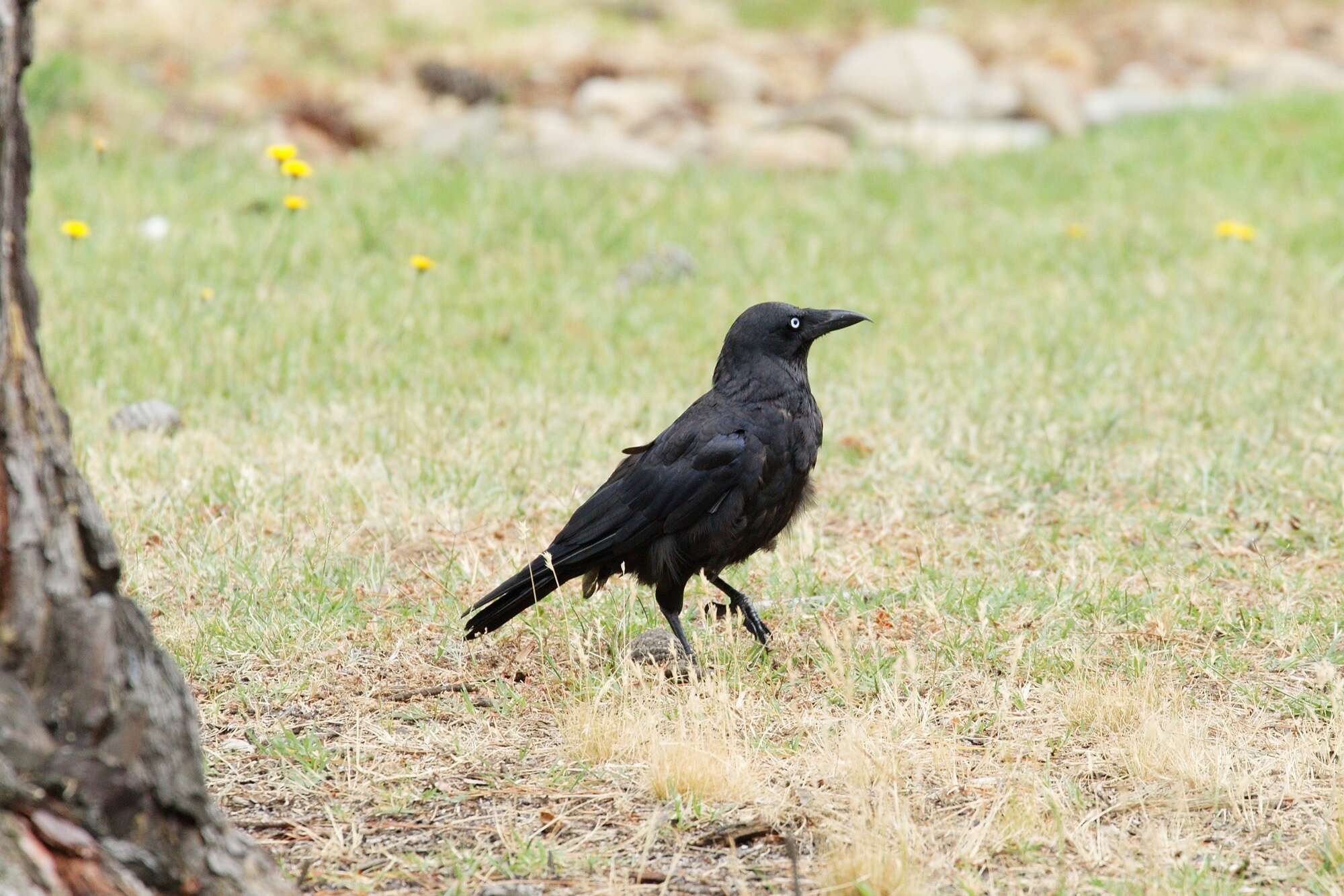 Image of Little Raven