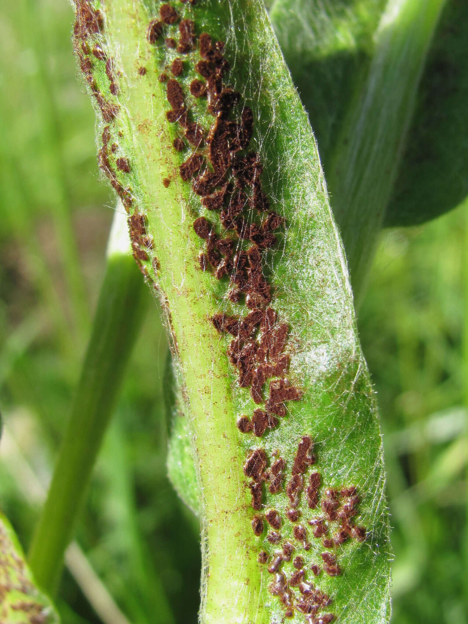 Imagem de Puccinia montana Fuckel 1874