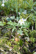 Image of European thimbleweed