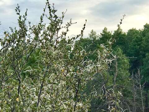 Image of alderleaf mountain mahogany