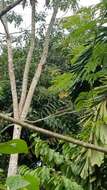 Image of Chestnut Woodpecker