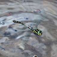 Image of Canada Darner