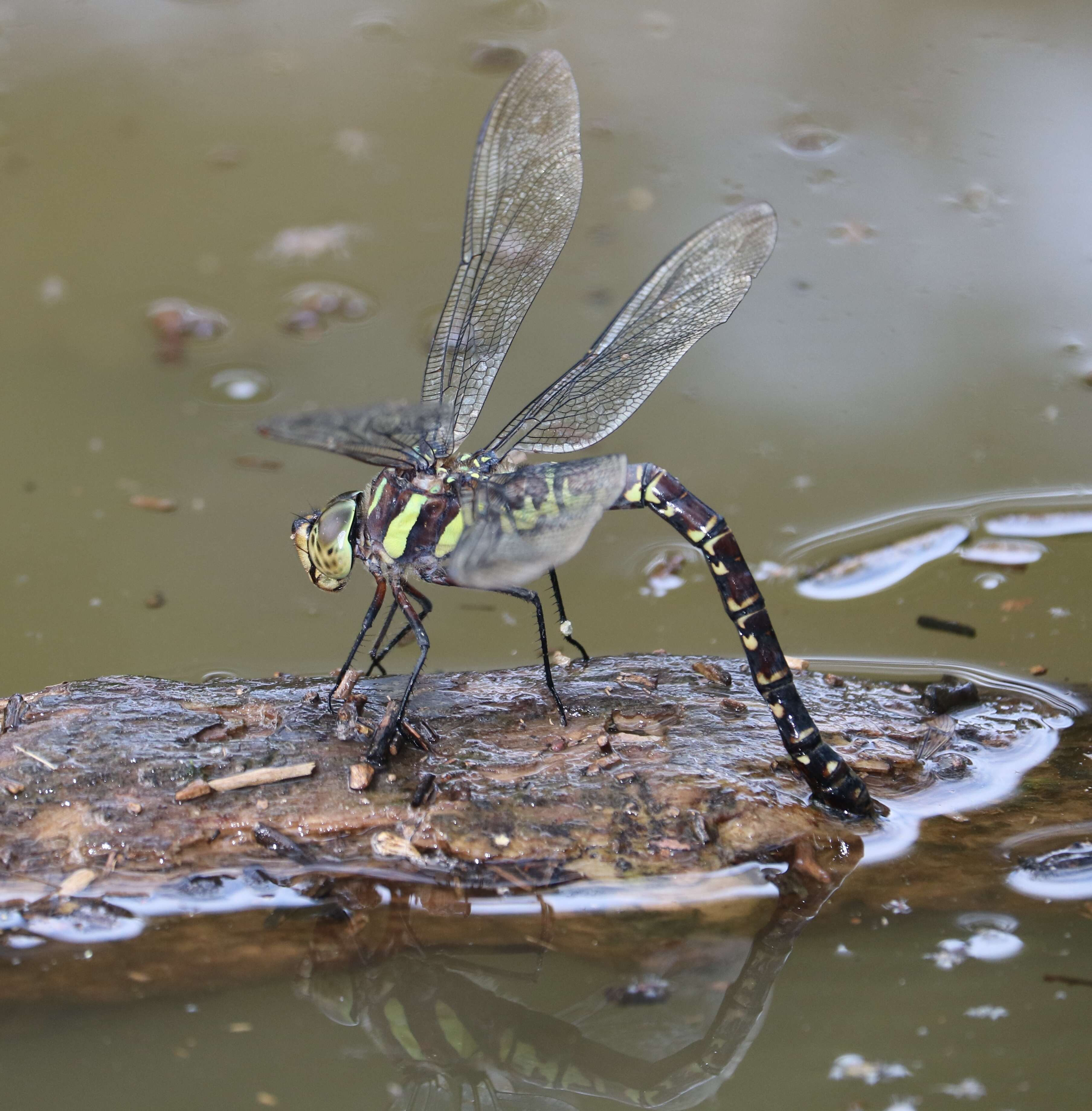 Image of Canada Darner