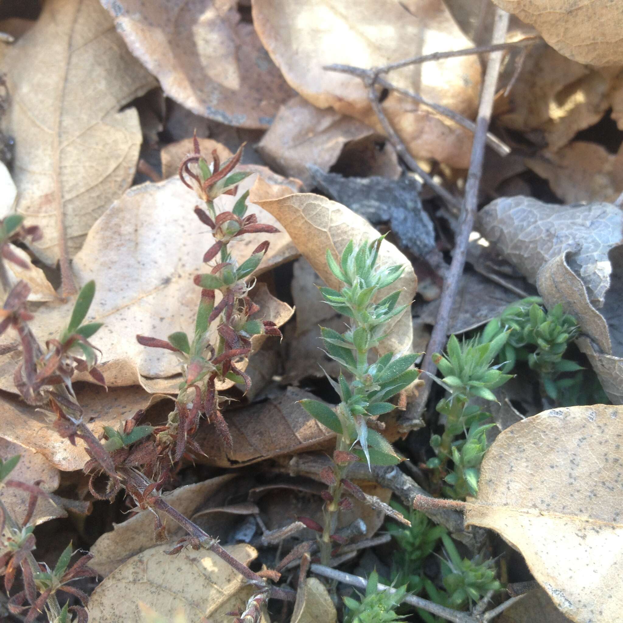 Image of Scopulophila parryi (Hemsl.) L M. Johnston