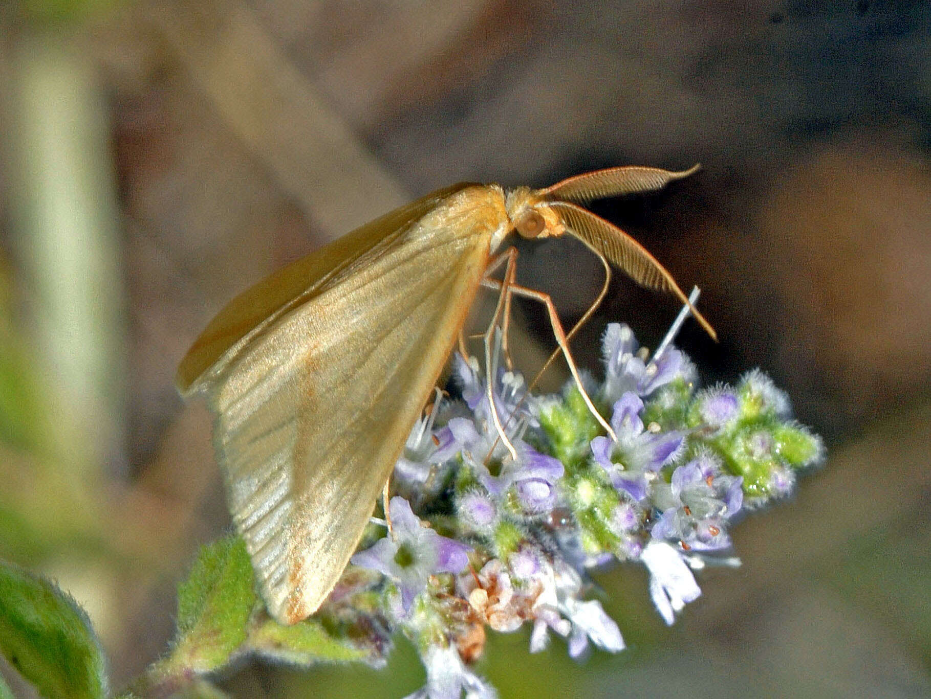 Слика од Rhodometra sacraria Linnaeus 1767