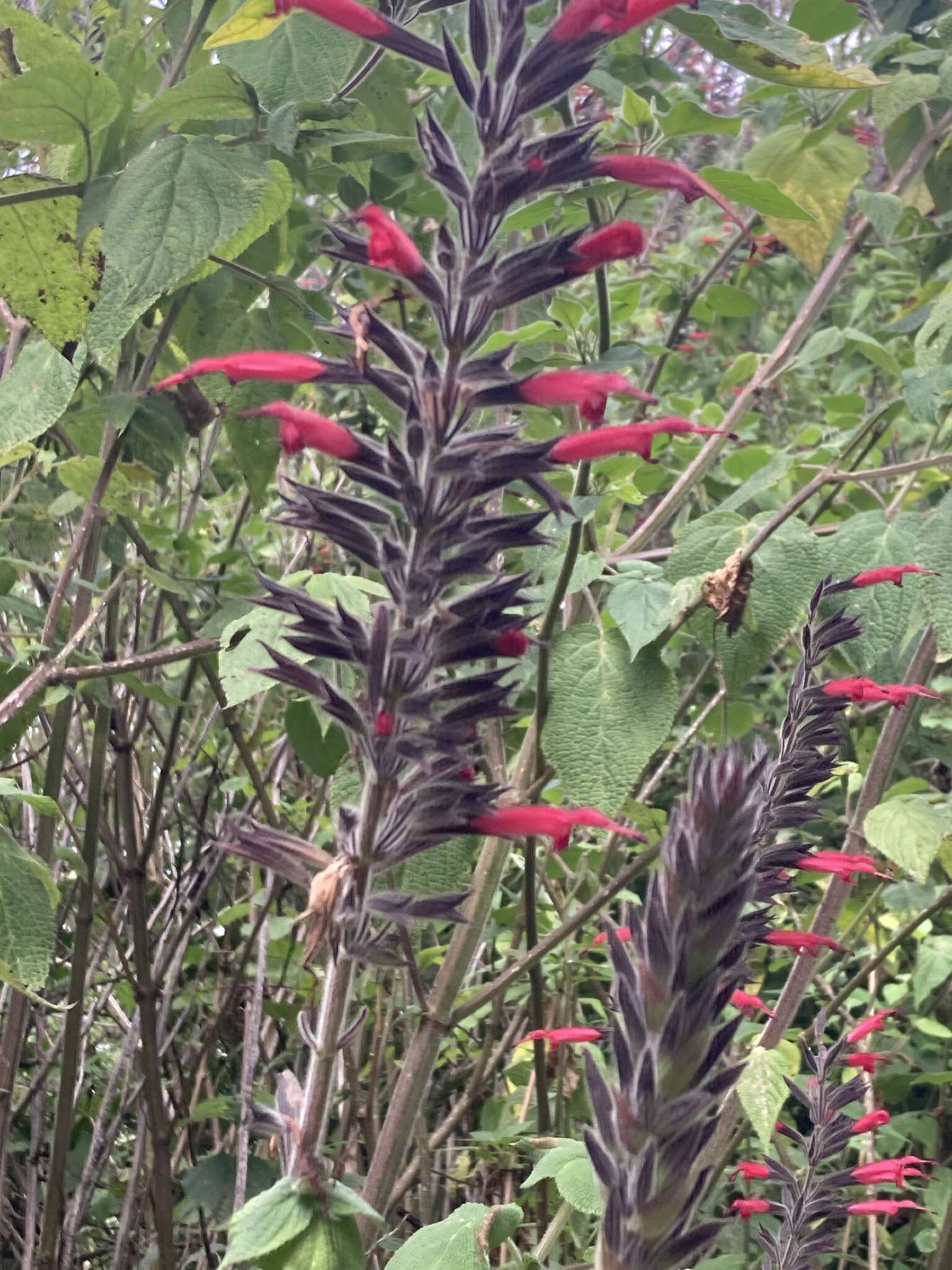 Image of Mexican sage