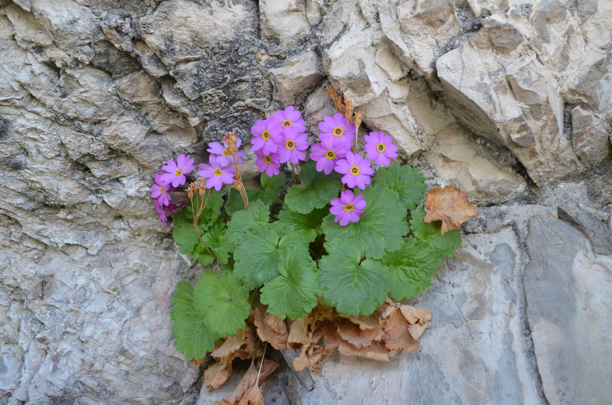 Image of Primula minkwitziae W. W. Smith